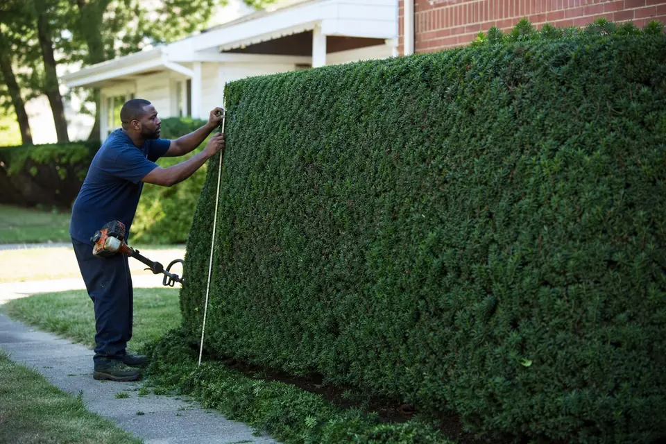 Freshly trimmed hedge cut wider at the bottom than the top