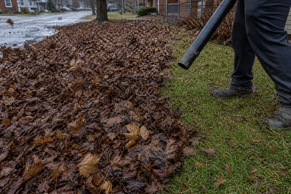 Wet matted leaves on a lawn next to a cleared strip of grass