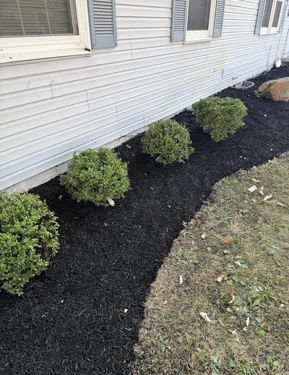 Rounded shrubs in a fresh black mulch bed along the side of a building