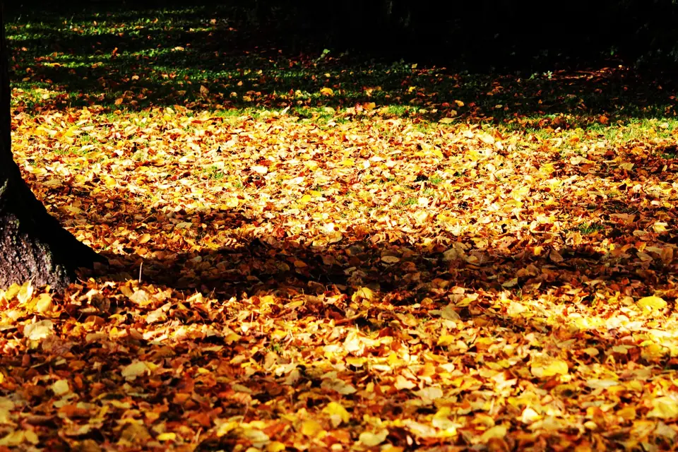 Sunlit lawn covered in yellow fall leaves under a tree