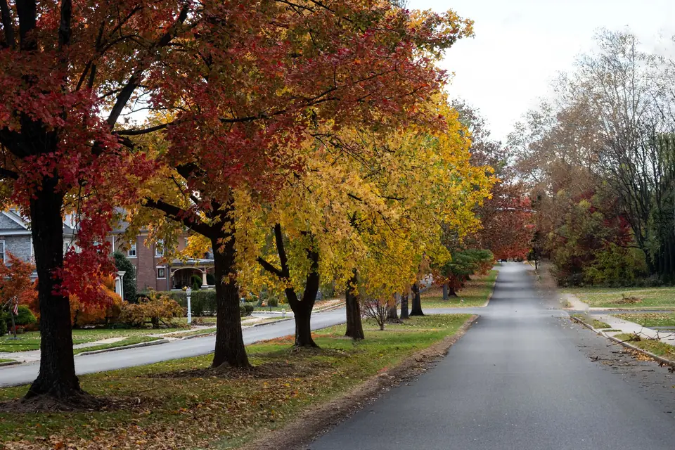 Residential street lined with red and yellow fall trees